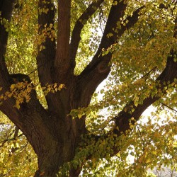 Tilia cordata - Seeds