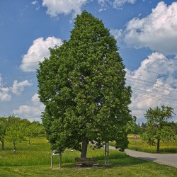 Tilia cordata - Seeds