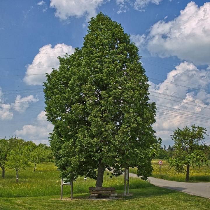 Tilia cordata - Seeds