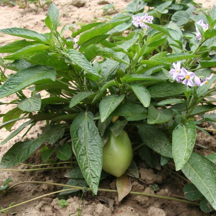 Pepino melon - Seeds
