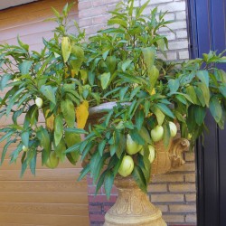 Pepino melon - Seeds