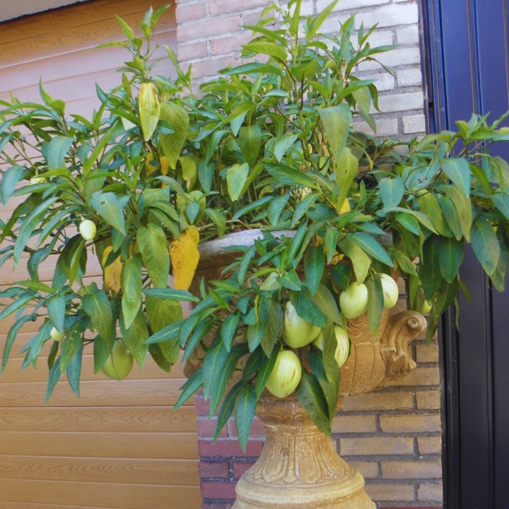 Pepino melon - Seeds