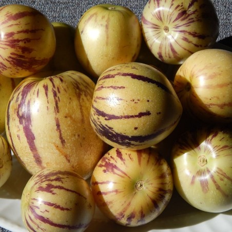 Pepino melon - Seeds