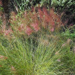Muhlenbergia capillaris - Seeds