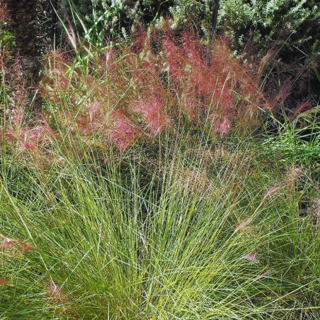 Muhlenbergia capillaris - Seeds