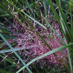 Muhlenbergia capillaris - Seeds