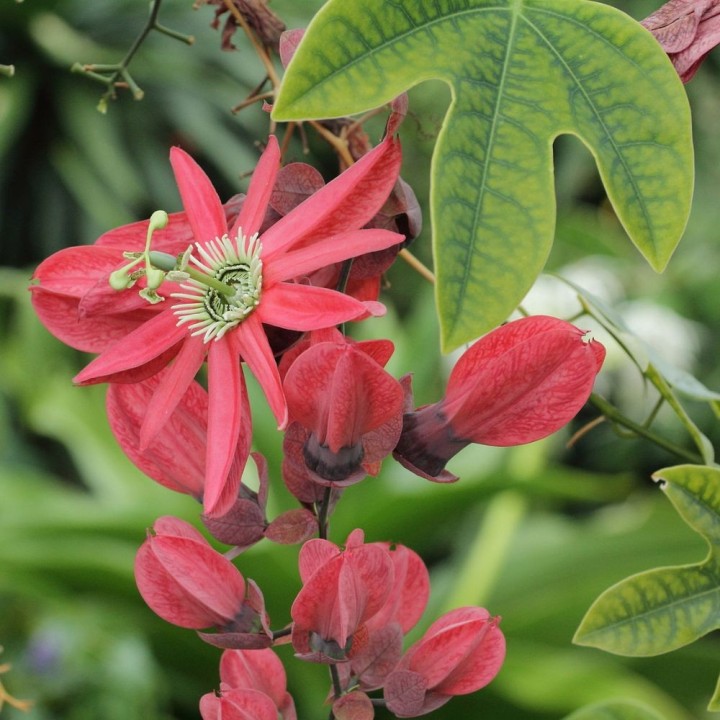 Passiflora princeps - Seeds