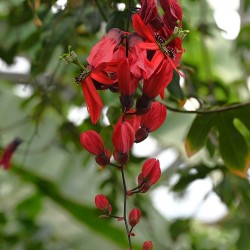 Passiflora princeps - Seeds