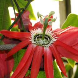 Passiflora princeps - Seeds