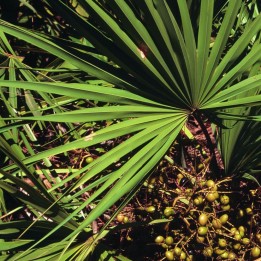 Serenoa repens - Seeds
