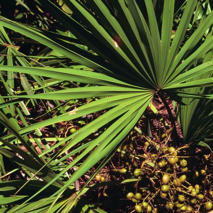 Serenoa repens - Seeds