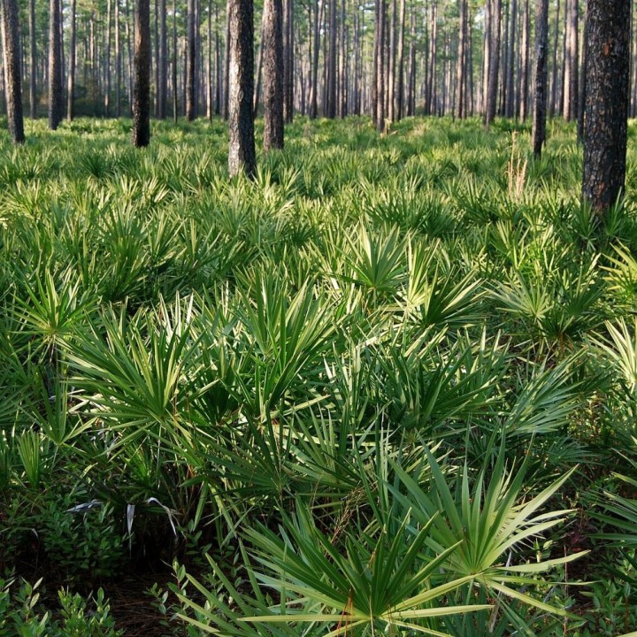Serenoa repens - Seeds