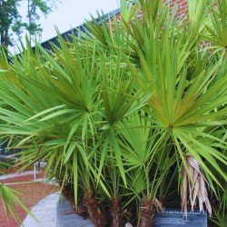 Serenoa repens - Seeds