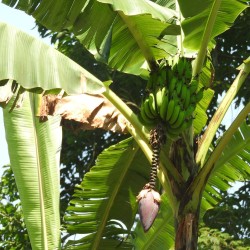 Plantain banana - Seeds