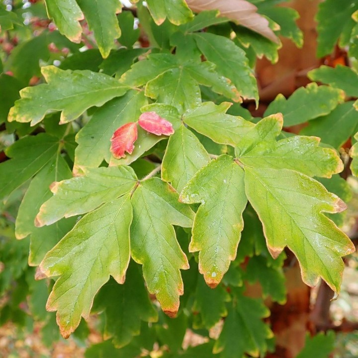 Paperbark maple - 10 seeds