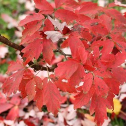 Paperbark maple - Seeds
