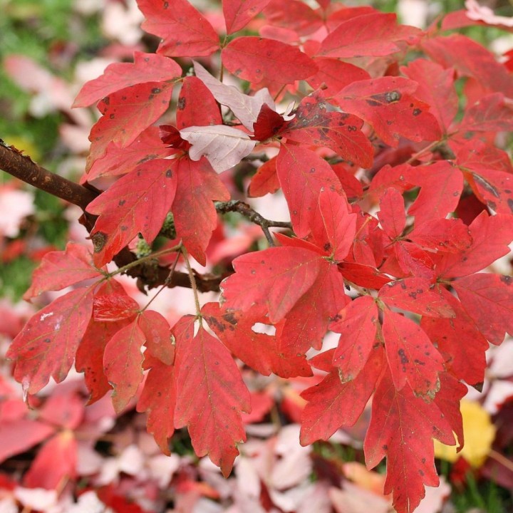 Paperbark maple - 10 seeds