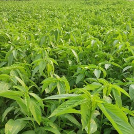 Jute - Seeds