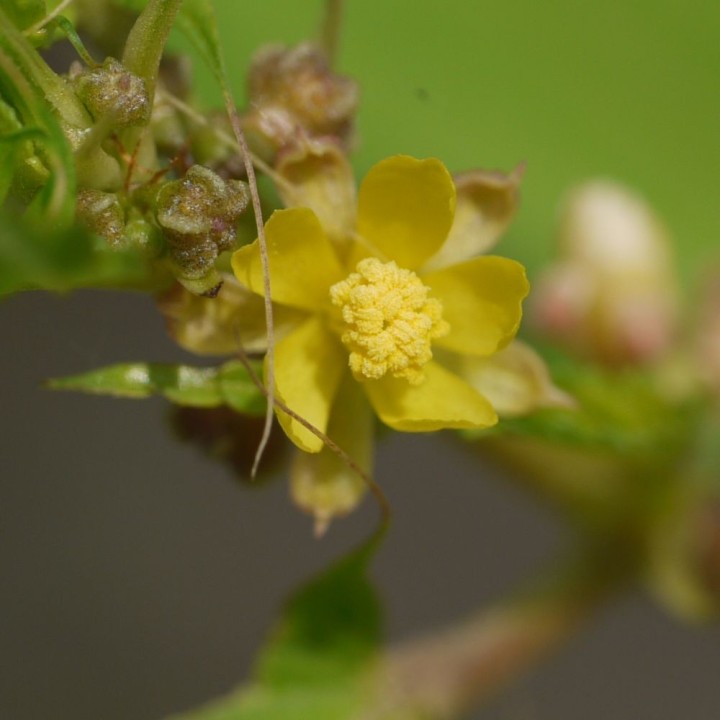 Jute - Seeds