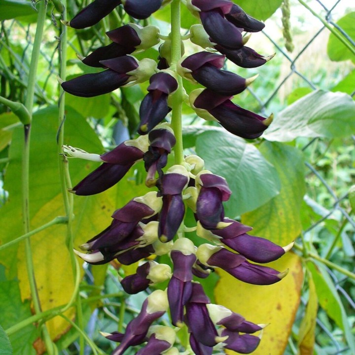 Mucuna pruriens - 8 seeds