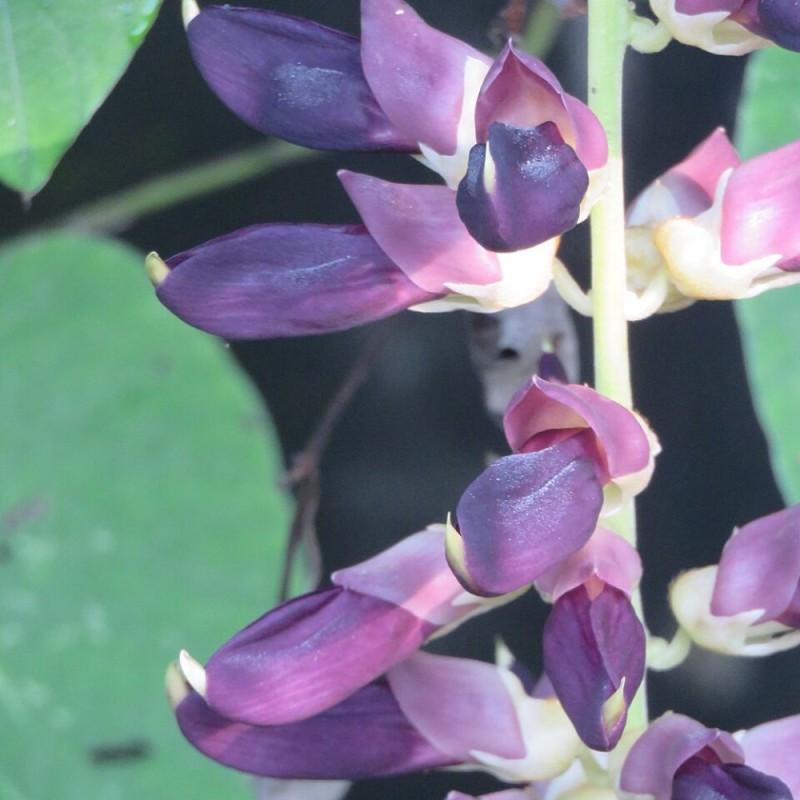 Mucuna pruriens var. utilis - Seeds