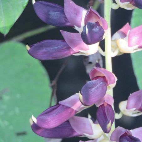 Mucuna pruriens var. utilis - Seeds
