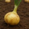 Onion, Early Valencian short-day - Seeds