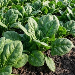 Spinach, Matador - Seeds