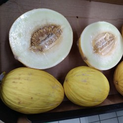 Melon, Yellow Canary - Seeds