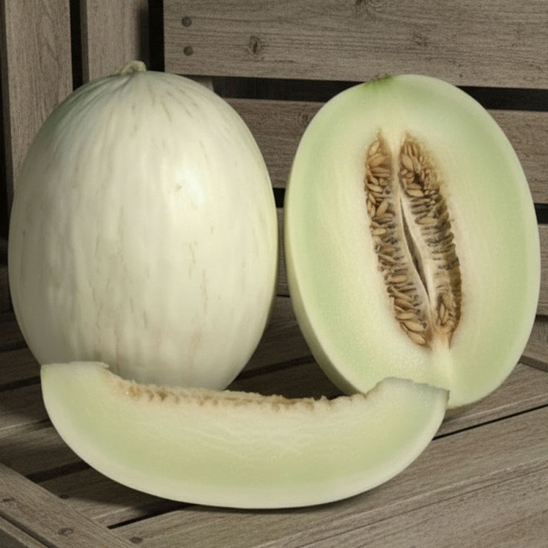 Melon, Ribatejo White - seeds