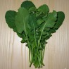 Santiago Turnip Greens - Seeds