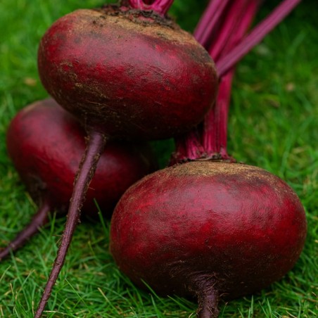 Beetroot, Egyptian Flattened - Seeds