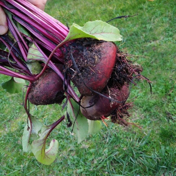 Beetroot, Egyptian Flattened - seeds