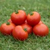 Tomato, Marglobe - Seeds