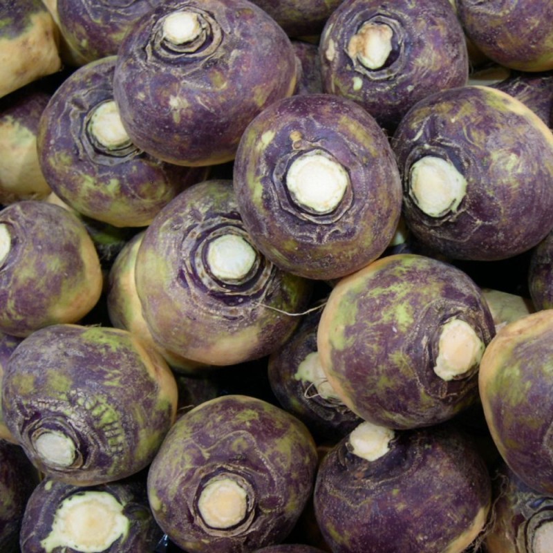 Russian Rutabaga - Seeds