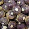 Russian Rutabaga - Seeds