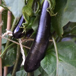 Eggplant, Long black - 200 seeds