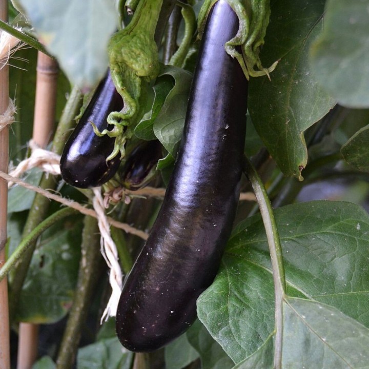 Eggplant, Long black - 200 seeds