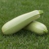 Zucchini, Genovese - Seeds