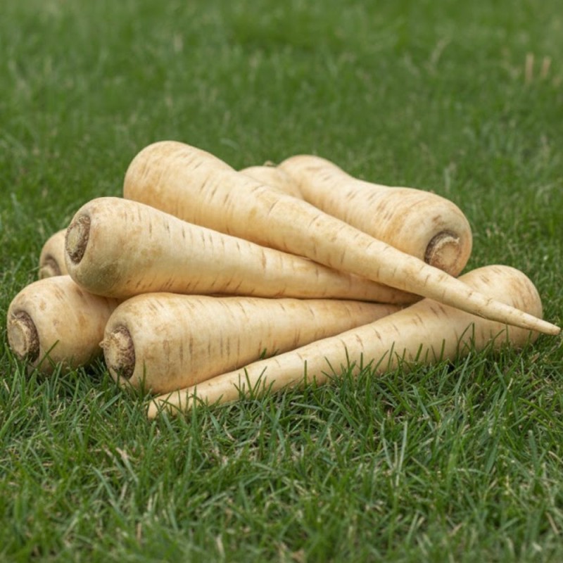 Parsnip - Seeds