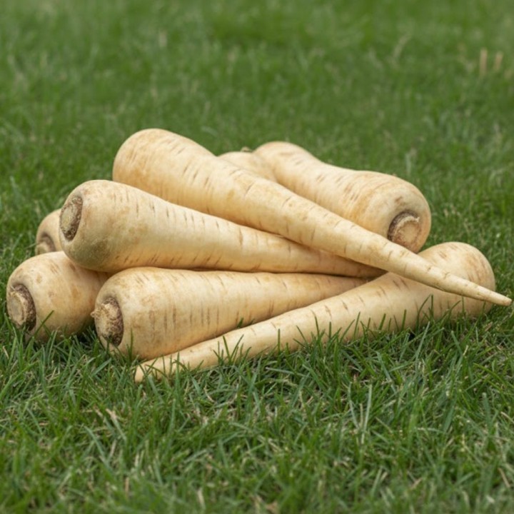 Parsnip - Seeds