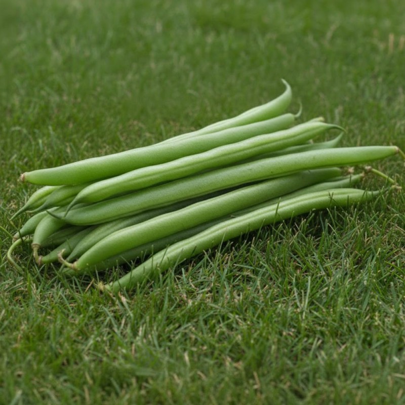 Broad beans, Aguadulce - Seeds