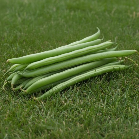 Broad beans, Aguadulce - Seeds