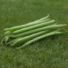 Broad beans, Aguadulce - Seeds