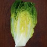 Lettuce, Cogollo de Tudela - Seeds