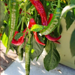 Hot pepper, Cayena - Seeds