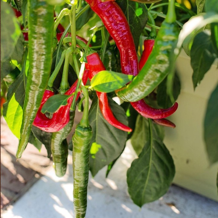 Hot pepper, Cayena - 25 seeds