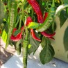 Hot pepper, Cayena - Seeds