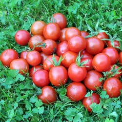 Cherry tomato, Red - Seeds