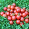 Cherry tomato, Red - Seeds